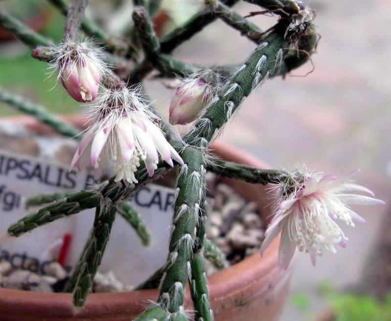 Rhipsalis pilocarpa 