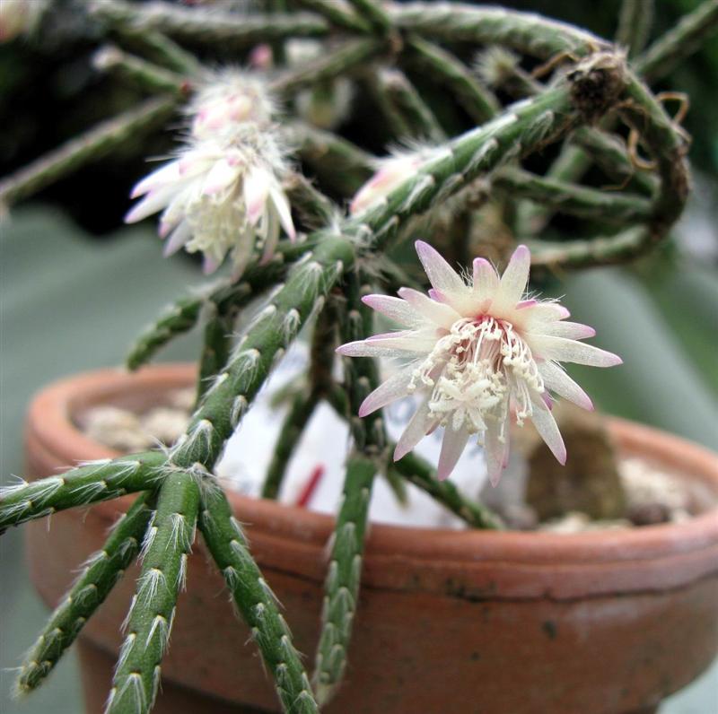 Rhipsalis pilocarpa 