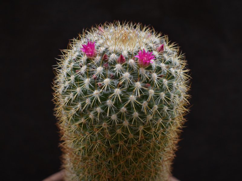 Mammillaria rhodantha 