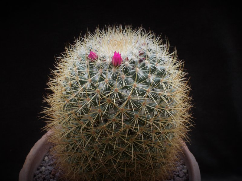 Mammillaria rhodantha ssp. pringlei ROG 726