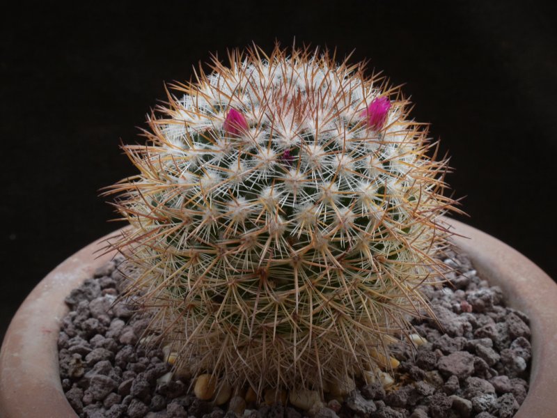 Mammillaria rhodantha ROG 468