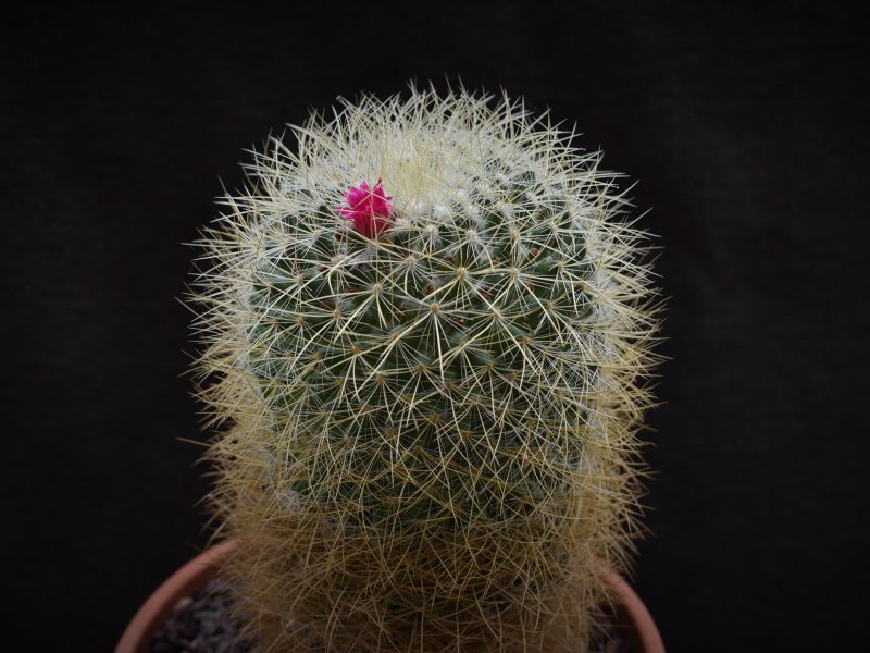 Mammillaria rhodantha ssp. aureiceps 