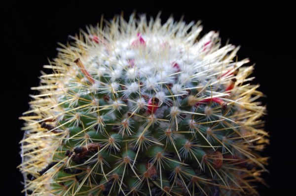 Mammillaria rhodantha ssp. aureiceps 