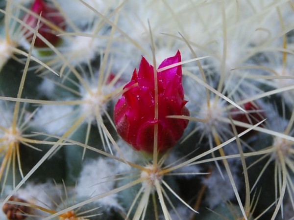 Mammillaria rhodantha ssp. aureiceps 