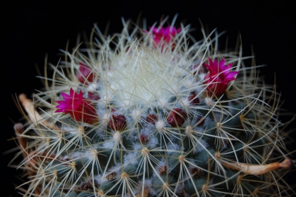 Mammillaria rhodantha ssp. aureiceps 