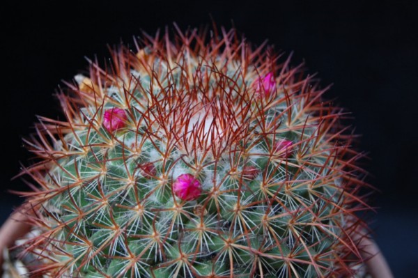 Mammillaria rhodantha ssp. fera-rubra 