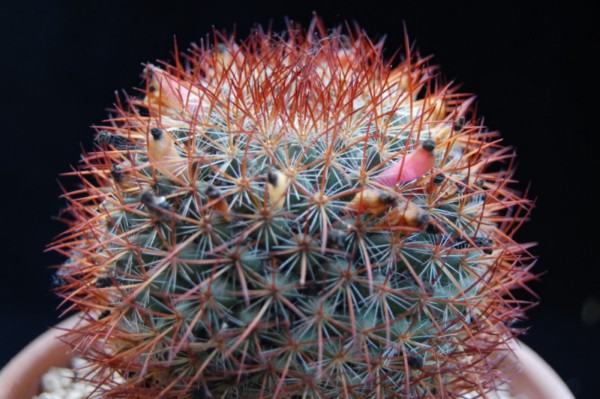 Mammillaria rhodantha ssp. fera-rubra 