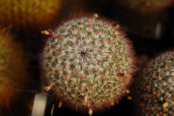 Mammillaria rhodantha SB 142