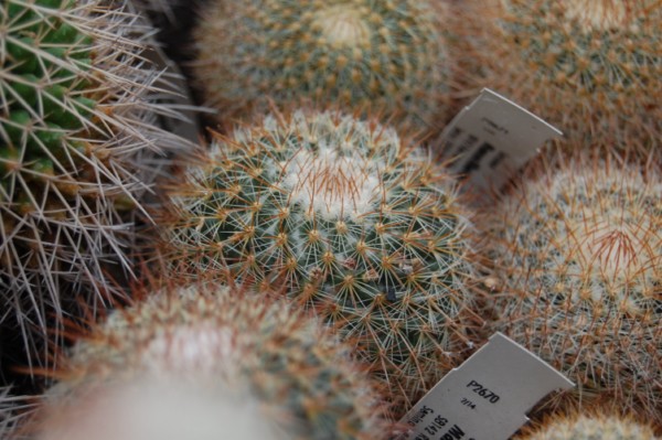 Mammillaria rhodantha SB 142