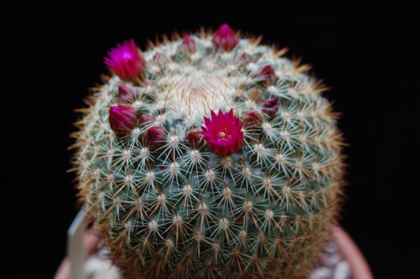 Mammillaria rhodantha SB 142