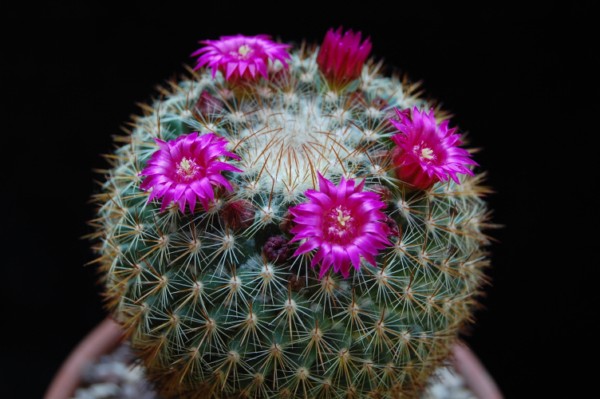 Mammillaria rhodantha SB 142