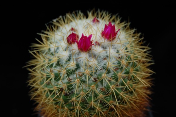 Mammillaria rhodantha ssp. pringlei 