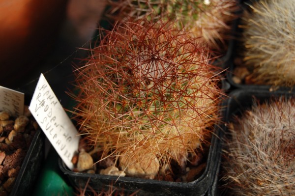 mammillaria rhodantha v. sulphurea