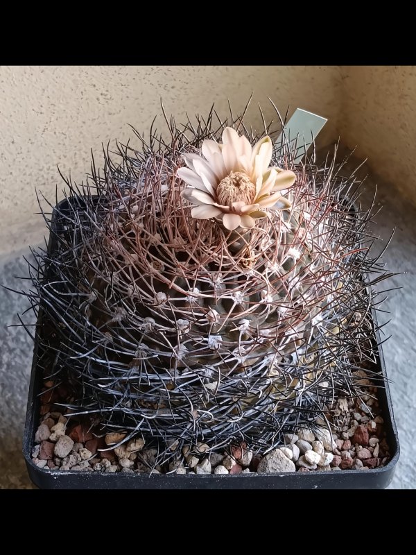 Gymnocalycium rhodantherum sto 92-11-1