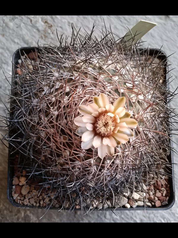 Gymnocalycium rhodantherum sto 92-11-1