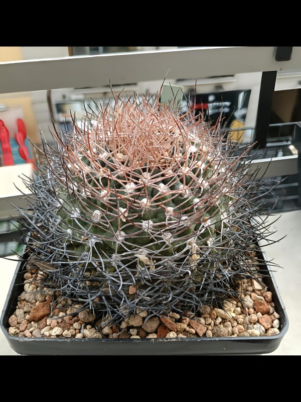 gymnocalycium rhodantherum