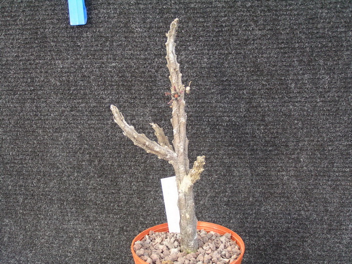 Rhytidocaulon macrolobum 