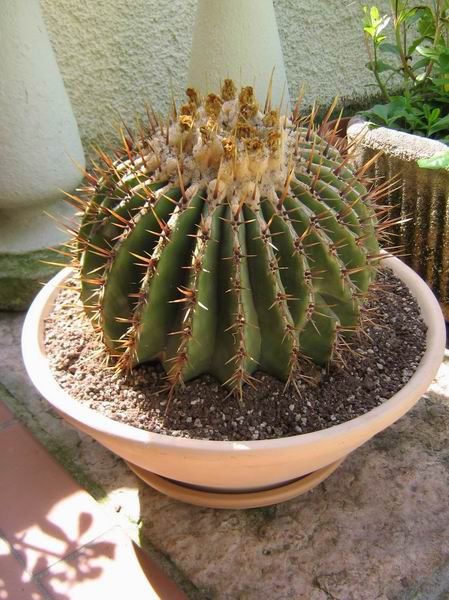 Echinocactus ingens 