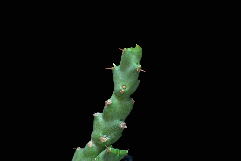 euphorbia clivicola