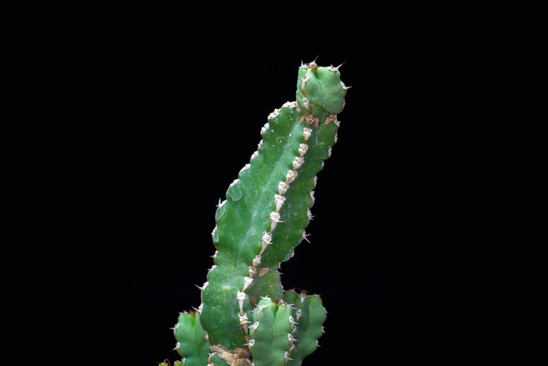 Euphorbia makallensis 