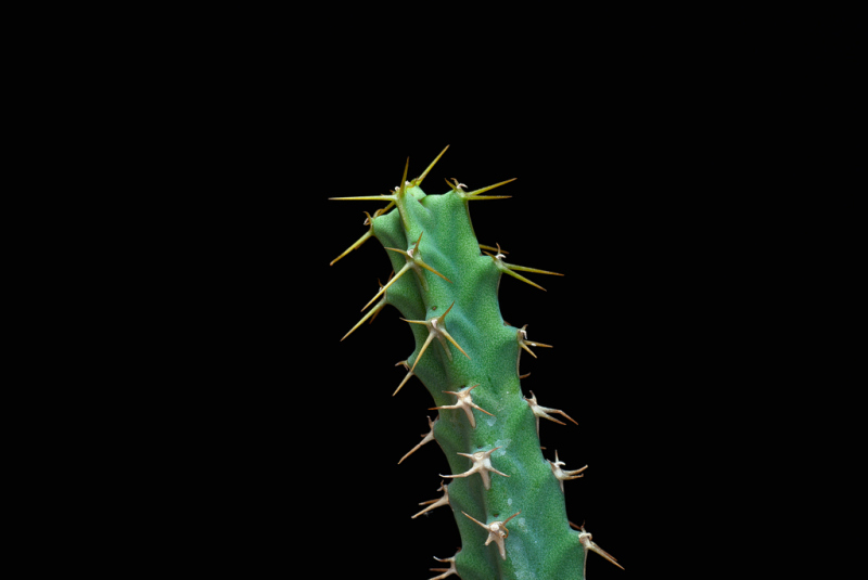 euphorbia subsalsa