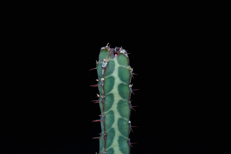 Euphorbia heterochroma 