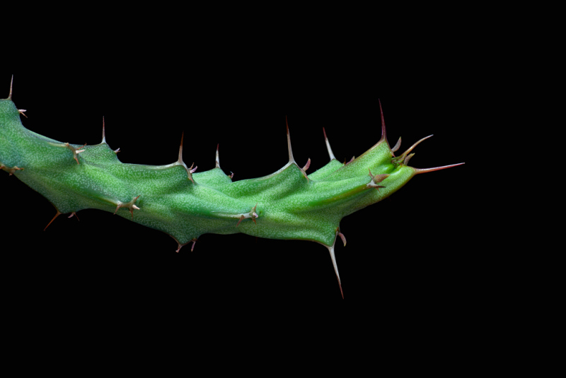 Euphorbia similiramea 