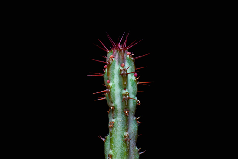 euphorbia louwii