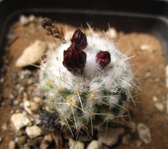 Rimacactus laui 