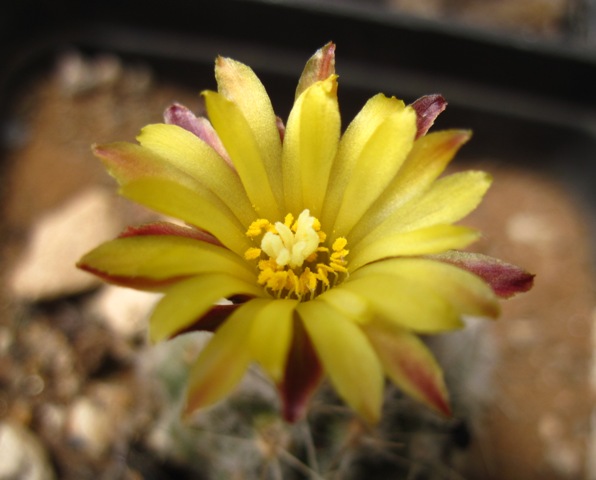 Rimacactus laui 