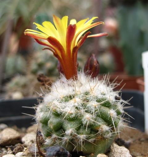 Rimacactus laui 