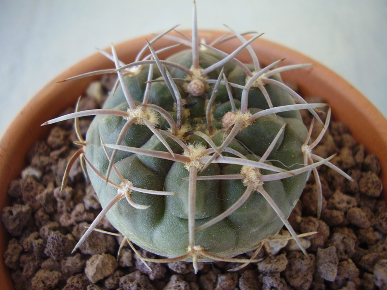 Gymnocalycium riojense v. pipanacoense 