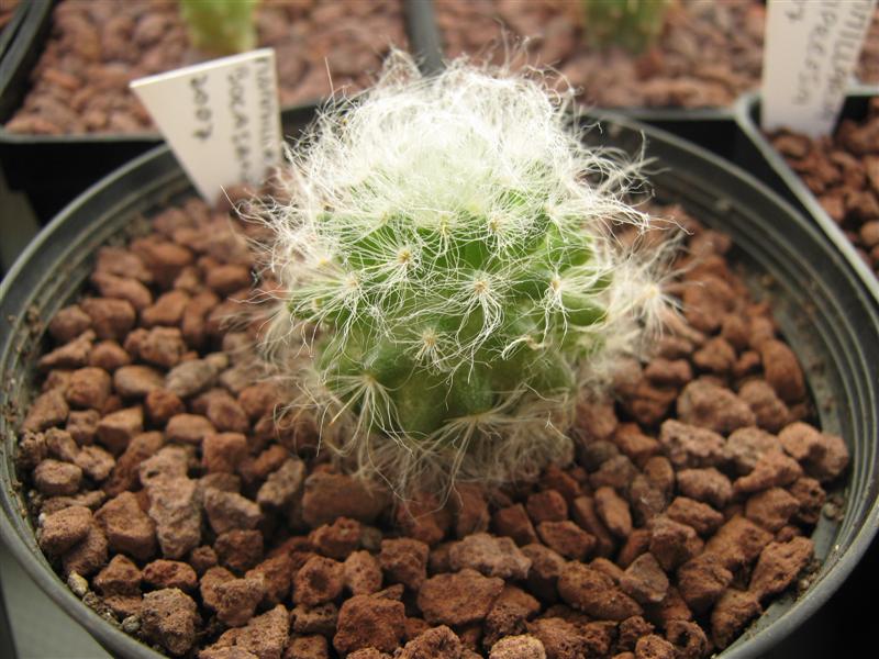 Mammillaria bocasana 