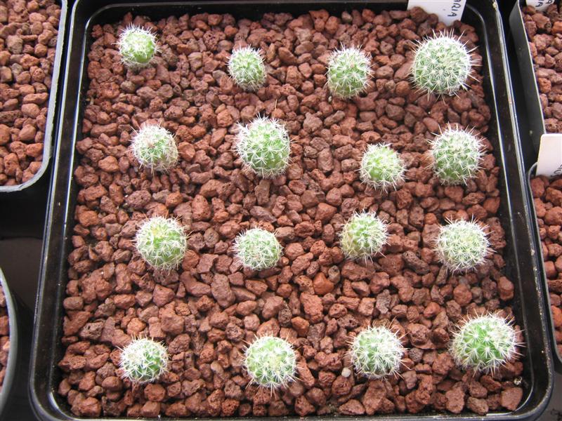 Mammillaria sp. 