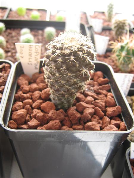 copiapoa humilis v. longispina