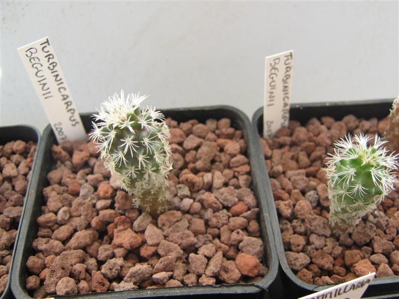 turbinicarpus beguinii