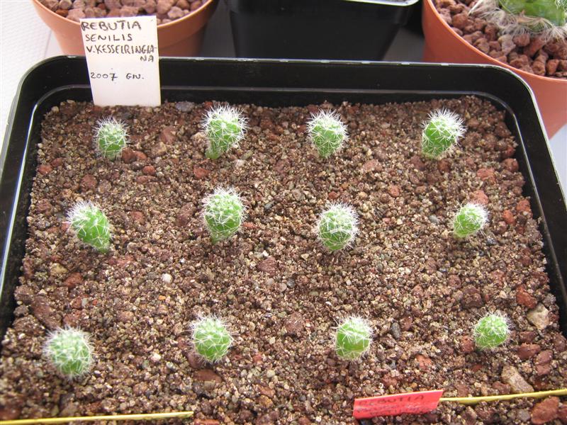 Rebutia senilis v. kesselringiana 