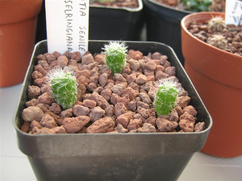 Rebutia senilis v. kesselringiana 