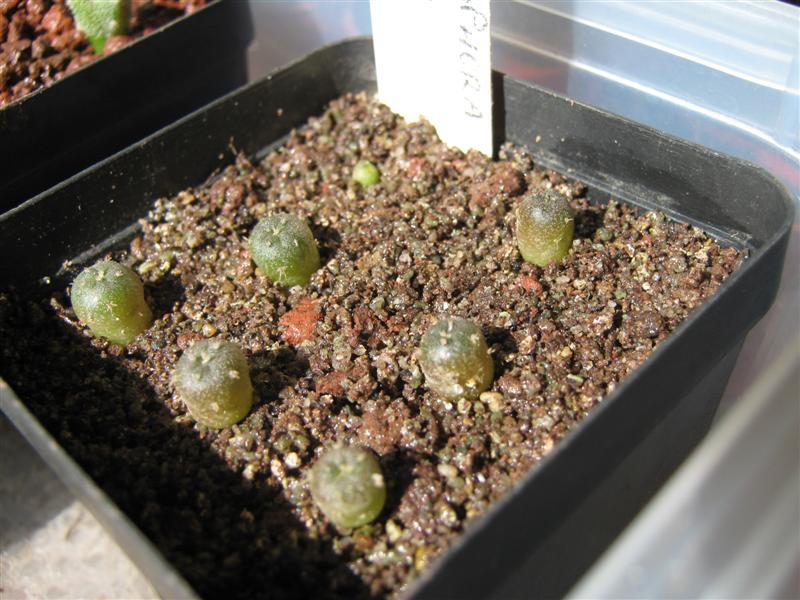 lophophora fricii