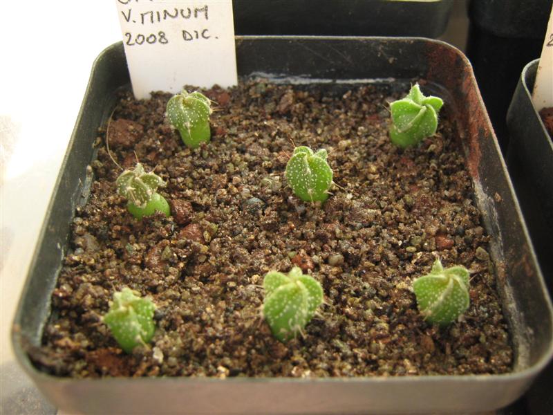 astrophytum capricorne v. minum