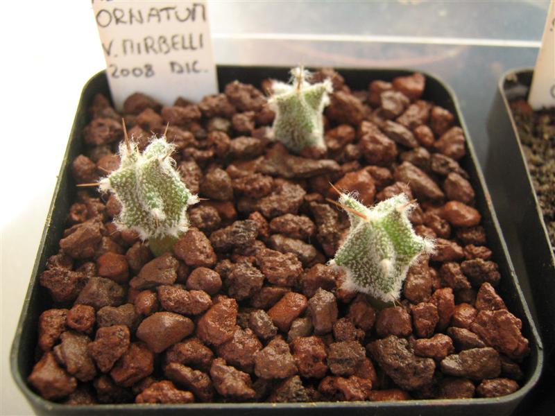 Astrophytum ornatum v. mirbelii 