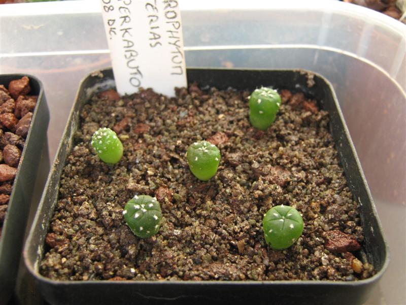 Astrophytum asterias cv. super kabuto 