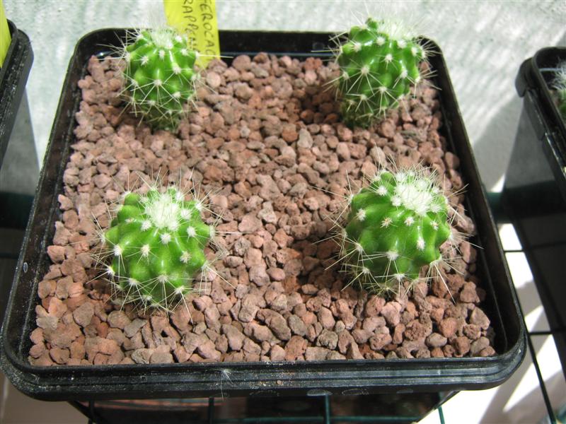 ferocactus reppenhagenii