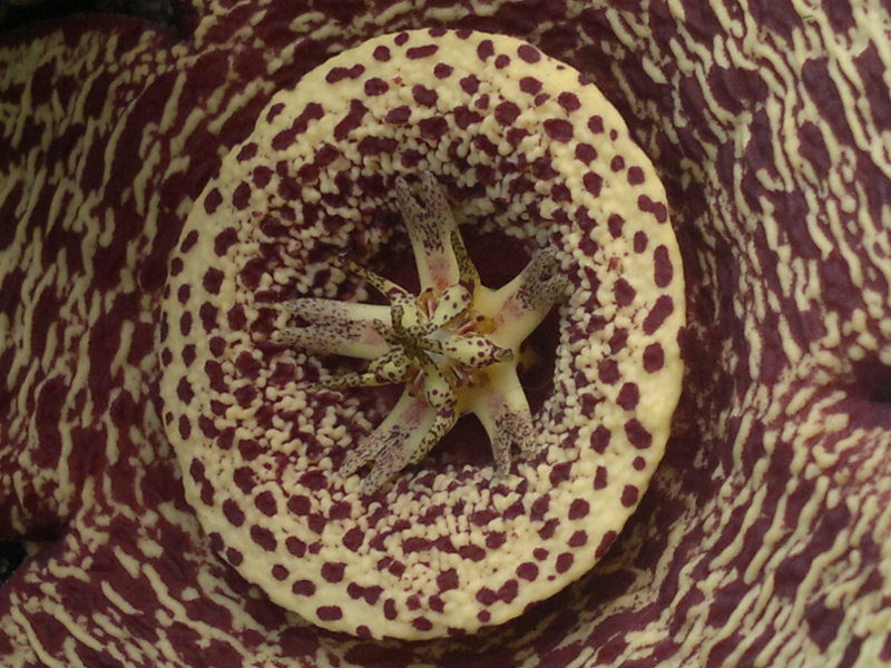 Orbea variegata 