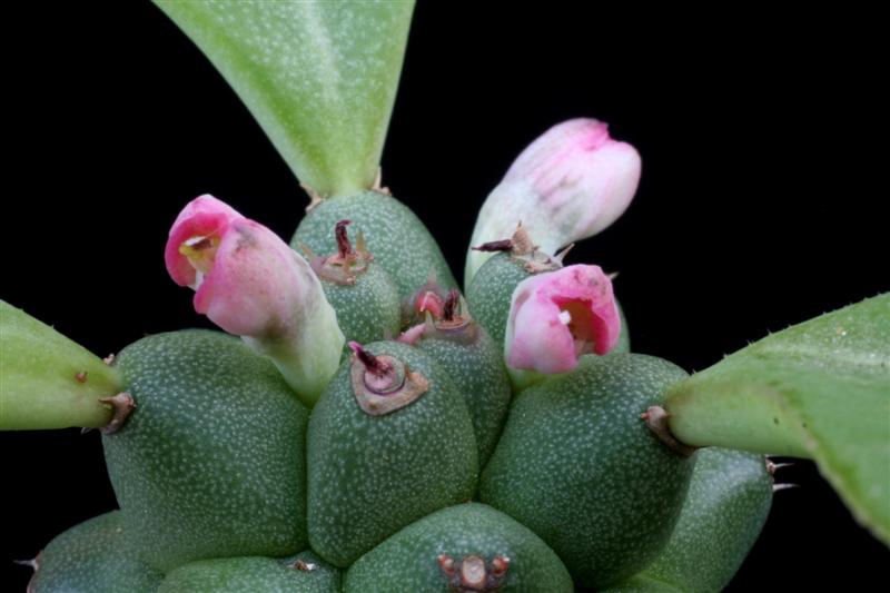 Monadenium ritchiei 