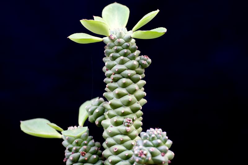 Monadenium ritchiei 