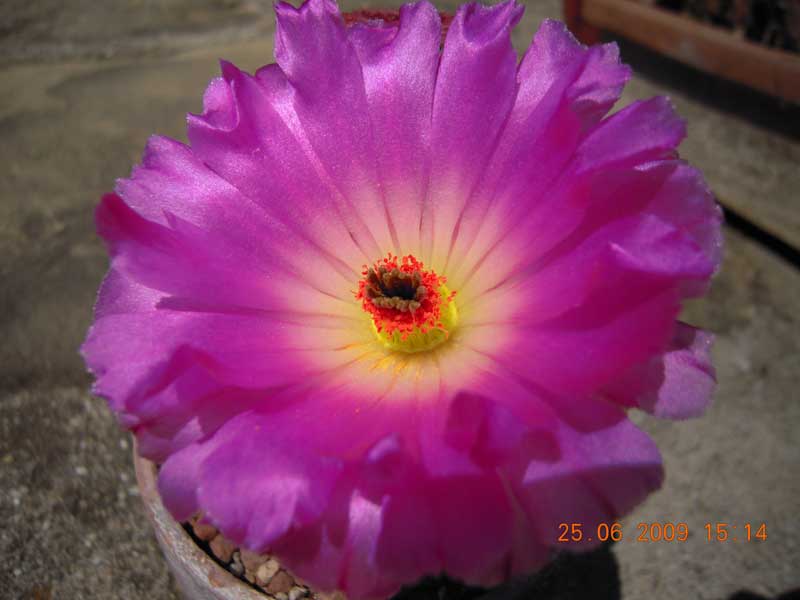 Echinocereus rigidissimus v. rubispinus 