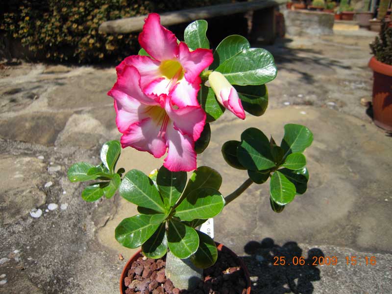 Adenium obesum 