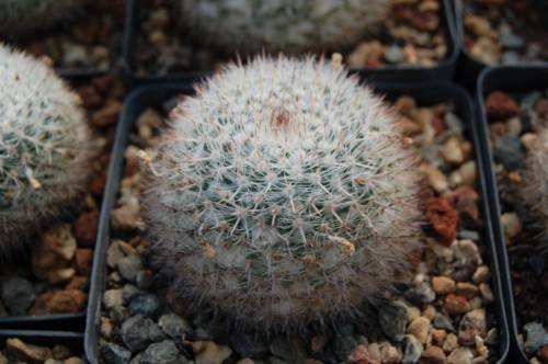 Mammillaria ritteriana SB 265