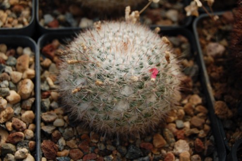 Mammillaria ritteriana SB 265